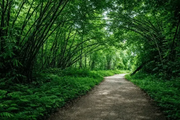 Forest Trails at Nalari Resort Sumer